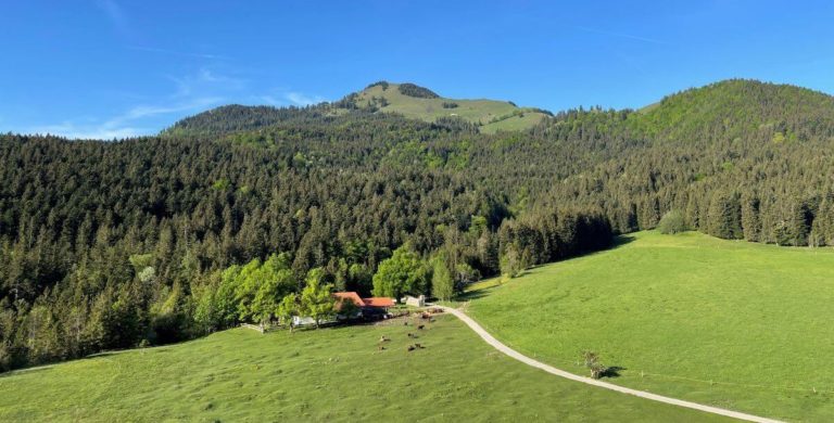 schlipfgrubalm 768x390